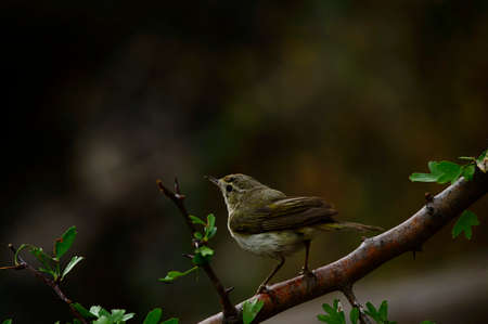 Sylvia cantillans - The western subalpine warbler is a typical small warbler.の写真素材