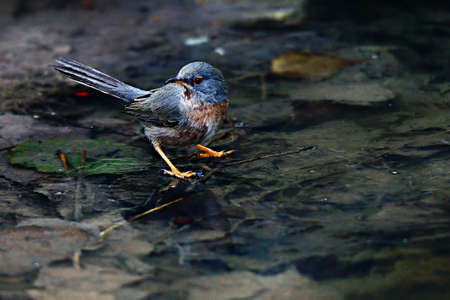 Sylvia cantillans - The western subalpine warbler is a typical small warbler.の写真素材