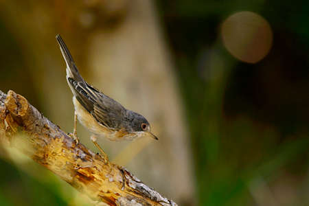 Sylvia cantillans - The western subalpine warbler is a typical small warbler.の写真素材