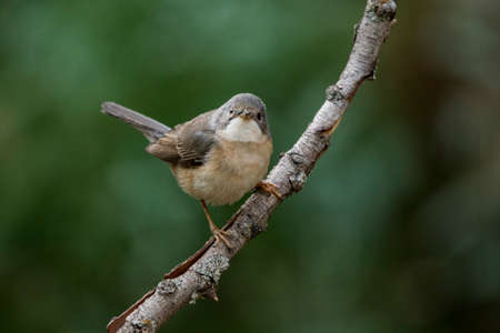 Sylvia cantillans - The western subalpine warbler is a typical small warbler.の写真素材