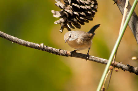 Sylvia borin - The warbler is a species of passerine bird in the Sylviidae family.の写真素材