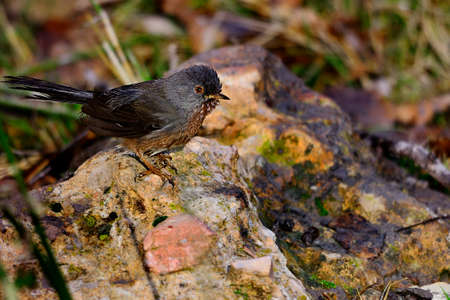 Sylvia undata - The long-tailed warbler is a species of passerine bird in the Sylviidae family.の写真素材