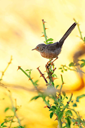 Sylvia undata - The long-tailed warbler is a species of passerine bird in the Sylviidae family.の写真素材
