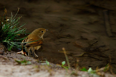 Sylvia communis - The Warbler is a species of passerine bird in the Sylviidae family.