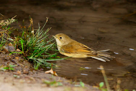 Sylvia communis - The Warbler is a species of passerine bird in the Sylviidae family.の写真素材