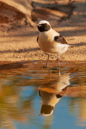 Oenanthe hispanica - La collalba rubia, es una especie de ave paseriforme de la familia Muscicapidae.の写真素材