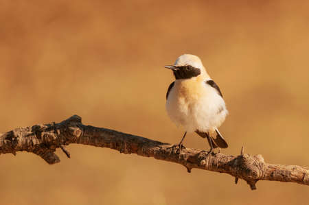 Oenanthe hispanica - La collalba rubia, es una especie de ave paseriforme de la familia Muscicapidae.の写真素材