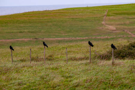Corvus corax - The large crow, is a species of passerine bird in the Corvidae family.の写真素材