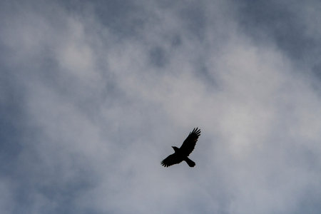 Corvus corax - The large crow, is a species of passerine bird in the Corvidae family.