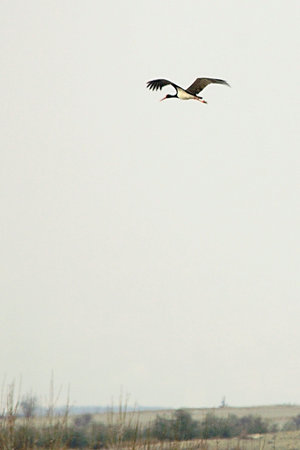 Ciconia nigra - The black stork is a species of bird in the Ciconiidae family.