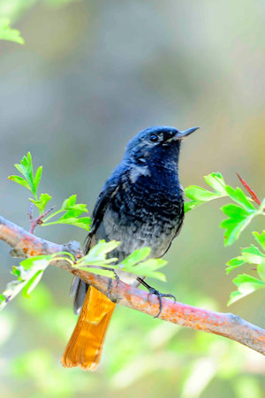 Phoenicurus phoenicurus - The redstart is a species of passerine bird in the Muscicapidae family.