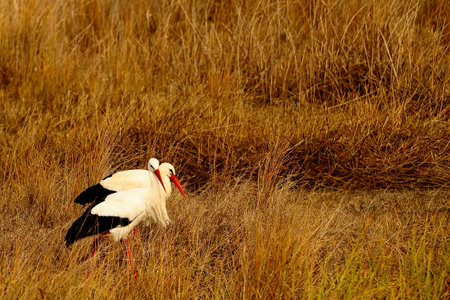 Ciconia ciconia - The white stork is a species of bird in the Ciconiidae family.の写真素材