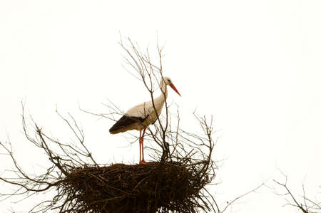 Ciconia ciconia - The white stork is a species of bird in the Ciconiidae family.の写真素材