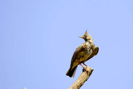 Galerida theklae - The montesina cogujada is a species of bird in the Alaudidae familyの写真素材