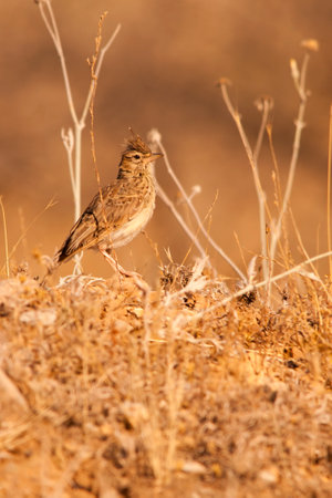Galerida cristata - The common cogujada is a species of bird in the Alaudidae family.の写真素材
