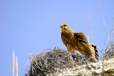 Falco Tinnunculus - The Vulgar Kestrel is a species of Falconiform bird of the Falconidae family.の写真素材