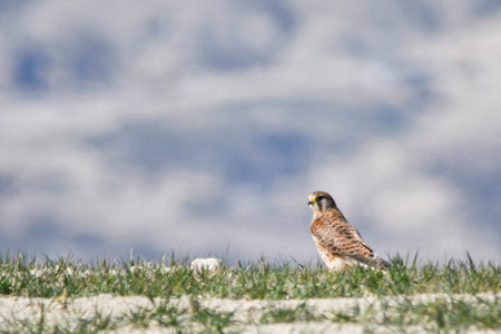 Falco Tinnunculus - The Vulgar Kestrel is a species of Falconiform bird of the Falconidae family.の写真素材