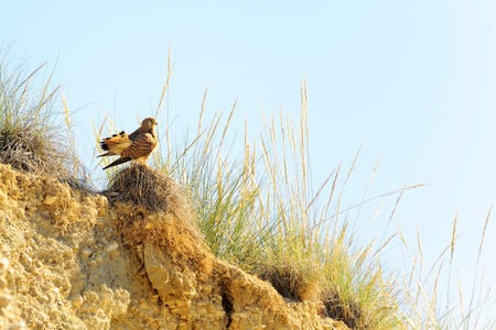 Falco Tinnunculus - The Vulgar Kestrel is a species of Falconiform bird of the Falconidae family.