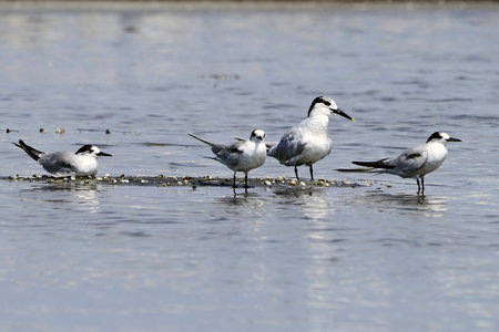 Thalasseus Sandvicensis - El Charran Patinegro is a bird of the Sternidae family.