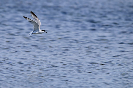 Thalasseus Sandvicensis - El Charran Patinegro is a bird of the Sternidae family.