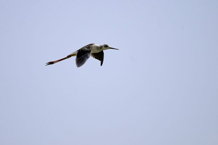 Himantopus Himantopus - The common cranksman, caadriform bird of the family Recurvirostridae.
