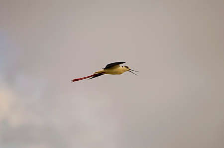 Himantopus Himantopus - The common cranksman, caadriform bird of the family Recurvirostridae.の写真素材