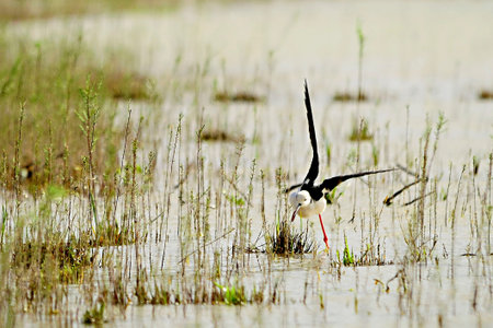 Himantopus Himantopus - The common cranksman, caadriform bird of the family Recurvirostridae.