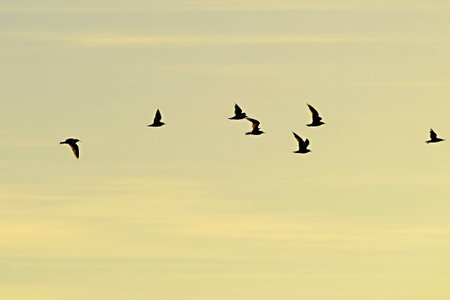 Flock or band, or also flock, group of birds of the same species.