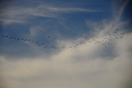 Flock or band, or also flock, group of birds of the same species.