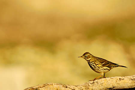 Anthus pratensis - The grass pipit or common pipit, a passerine bird of the Motacillidae family.の写真素材