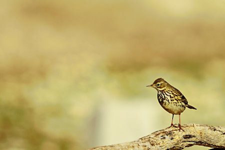 Anthus pratensis - The grass pipit or common pipit, a passerine bird of the Motacillidae family.の写真素材