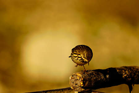 Anthus pratensis - The grass pipit or common pipit, a passerine bird of the Motacillidae family.の写真素材