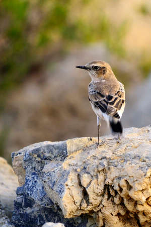 Anthus pratensis - The grass pipit or common pipit, a passerine bird of the Motacillidae family.の写真素材