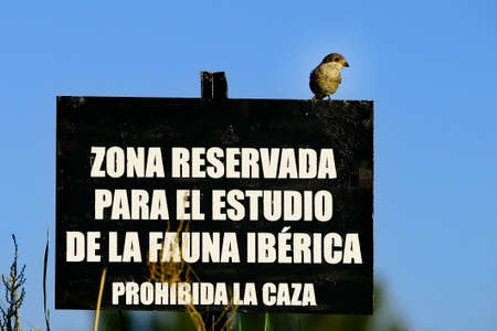 Lanius senator - The common shrike is a species of passerine bird.の写真素材