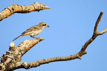 Lanius senator - The common shrike is a species of passerine bird.の写真素材