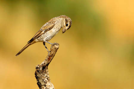 Lanius senator - The common shrike is a species of passerine bird.の写真素材