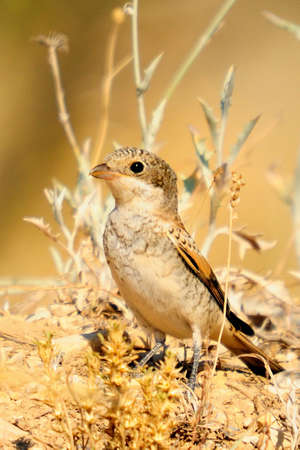 Lanius senator - The common shrike is a species of passerine bird.の写真素材