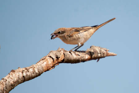 Lanius senator - The common shrike is a species of passerine bird.の写真素材