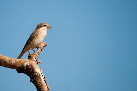 Lanius senator - The common shrike is a species of passerine bird.の写真素材