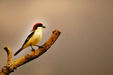 Lanius senator - The common shrike is a species of passerine bird.の写真素材
