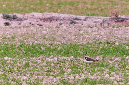 Vanellus vanellus - The European Lapwing is a species of Charadriiform bird in the Charadriidae...