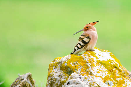Upupa epops - The hoopoe is a species of bucerotiform bird in the Upupidae family.の写真素材
