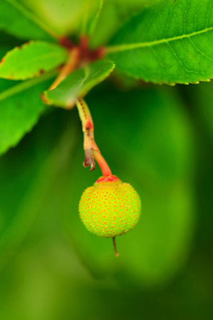 Arbutus unedo - The strawberry tree is a shrub of the genus Arbutus of the Ericaceae family.