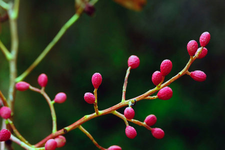 Pistacia lentiscus - The mastic, is a species of phanerogam of the genus Pistacia