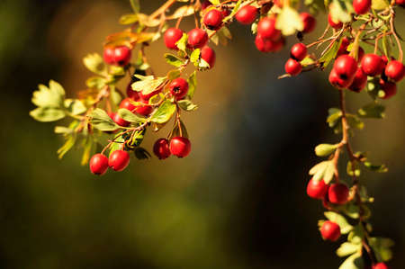 Crataegus monogyna - The hawthorn, is a flowering plant belonging to the Rosaceae family.の写真素材