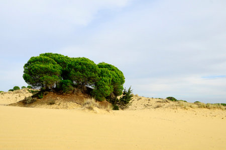 Natural and National Park of Andalusia - Spain.の写真素材