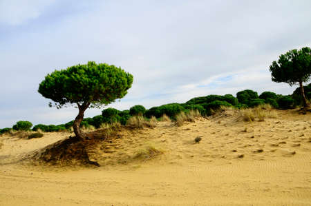 Natural and National Park of Andalusia - Spain.の写真素材