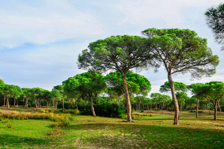 Natural and National Park of Andalusia - Spain.