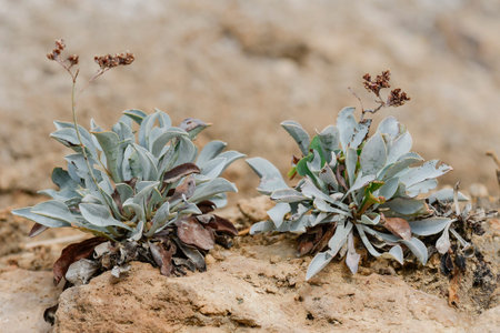Limonium alicunense - is a genus of plants in the Plumbaginaceae family.