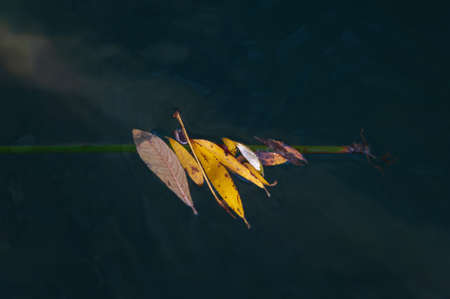 Autumnal leaves standing in a watercourse.の写真素材